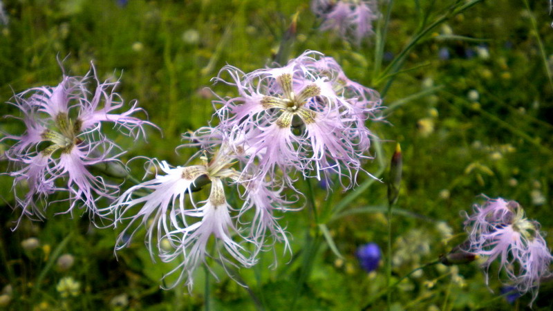 Dianthus superbus